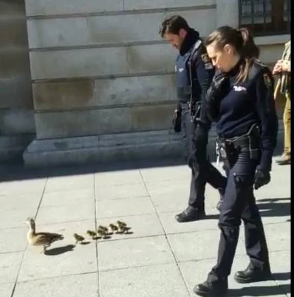 Los agentes acompañan a los patos hasta el Campo Grande por el Paseo de Zorrilla.