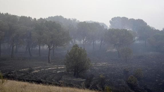 Una zona afectada por el incendio desatado esta tarde en el pinar del municipio de Nieva (Segovia). Efe