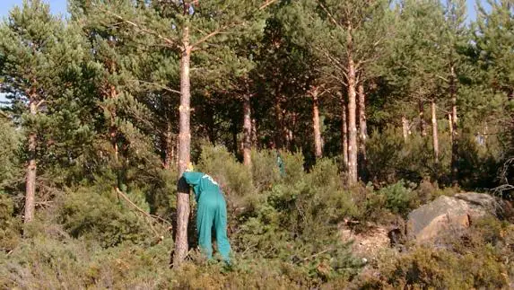 Un operario realiza tratamiento selvícola en unos pinos de la provincia.