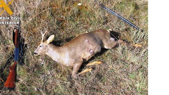 Corzo decomisado por la Guardia Civil. 