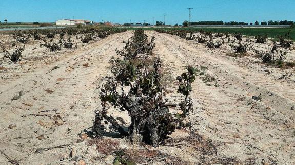 Viñedos arruinados por el hielo en Aldeanueva del Codonal, Segovia. 