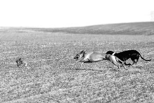 Ejemplares de galgo en una competición. /FRAN JIMÉNEZ