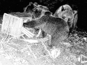 Osos pardos cantábricos sacan miel de colmenares. / EL NORTE