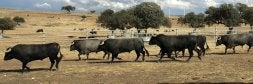 Toros de lidia en una dehesa./ IGNACIO PÉREZ