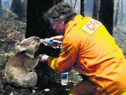 El bombero da de beber al koala que fue rescatado./ AP
