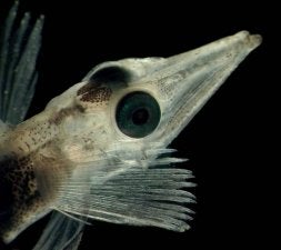 Chionoduaco Hamatos, una especie de pez de hielo. / R. HOPCROFT