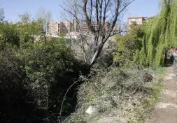 La maleza cubre las orillas del canal, en el barrio Huerta del Rey. / FOTOGRAFÍAS: GABRIEL VILLAMIL