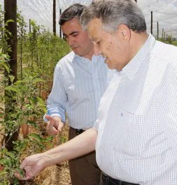 Argilés muestra el árbol al alcalde Antonio Pardo. / JULIÁN GARCÍA