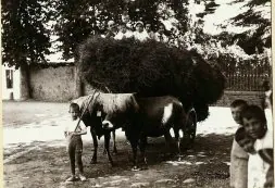 Verano de 1923. Miguel Delibes, en brazos de su padre en un carro de heno, durante una estancia en Molledo./ EL NORTE