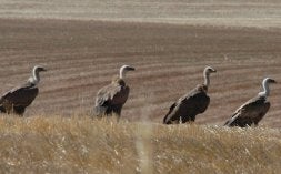 Buitres leonados en un campo de cereal segoviano. / R. BLANCO