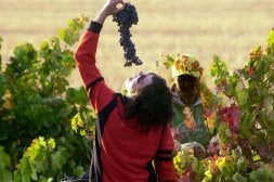 Dos mujeres bromean con los racimos que recogen en la vendimia toresana . /LUIS CALLEJA