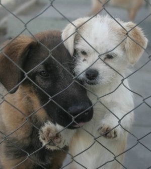 131 perros, 53 gatos y la cabra