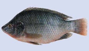 Tilapia: el 'pollo del mar'