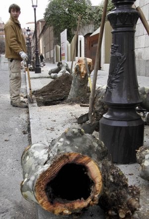 Los 'plátanos' cortados ayer en la calle Colón. ::
ANTONIO QUINTERO
