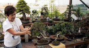 Un bosque en la terraza