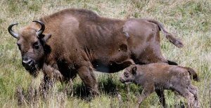 El pequeño bisonte nacido en San Cebrián de Mudá camina ayer junto a su madre.  ::
MANUEL BRÁGIMO-EFE
