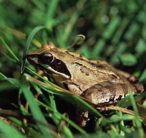 La rana es una de las especies afectadas. ::
EL NORTE