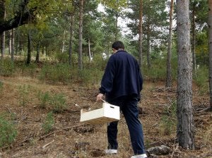 Un recolector de setas porta una cesta para recoger los ejemplares en un monte de la provincia de Segovia. ::                             ELENA RUBIO
