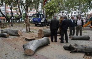Árboles talados en la plaza Circular. ::                             HENAR SASTRE
