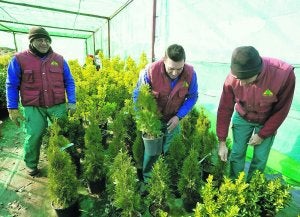 Tres de los trabajadores del vivero de Medina del Campo. ::
FRAN JIMÉNEZ