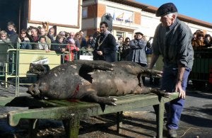 El cerdo de la foto se llamaba Fonsi y recorrió más de 800 kilómetros antes de su sacrificio. ::
N. C.