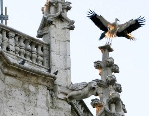 Una cigüeña se posa en un pináculo de la catedral palentina.