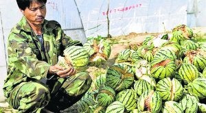Sandías que estallan, carne que se vuelve fluorescente... los chinos se muestran preocupados por la calidad de los alimentos. ::
AP