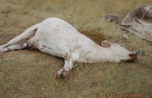 El ejemplar muerto por el ataque de los buitres. ::
EL NORTE