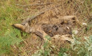Restos de un lobo decapitado en Riaño. :: EL NORTE