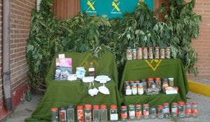 Plantas incautadas por la Guardia Civil, junto a otros efectos aprehendidos en esta operación antidroga. ::                             EL NORTE