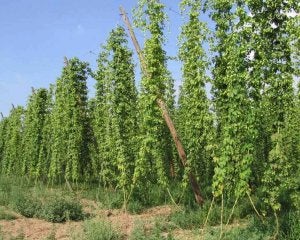 Cultivo del lúpulo en la comarca leonesa del Órbigo. ::
C. HERNÁNDEZ