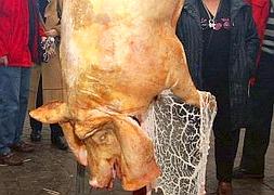Cerdo colgado listo para ser despeciado en una matanza domiciliaria celebrada en Segovia. ::                             A. DE TORRE