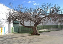 Uno de los patios del colegio Santo Ángel, homenajeado este domingo