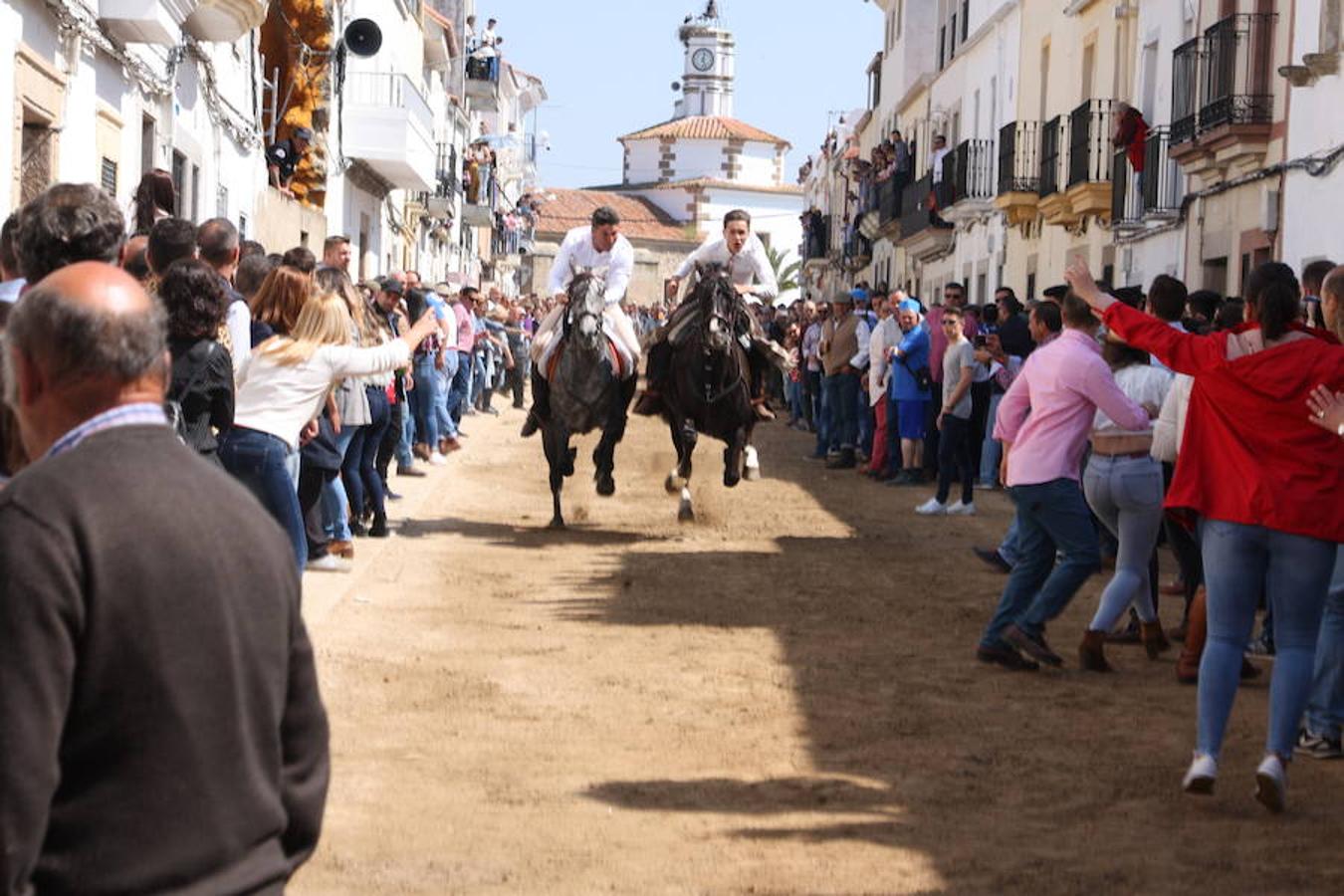 El pasado 22 de abril Arroyo de la Luz volvió a vibrar con el galopar de los caballos que recorrieron la Corredera, ocupada por unas 15.000 personas. En la fiesta participaron 160 jinetes y 4 carrozas, con unos 450 participantes. 