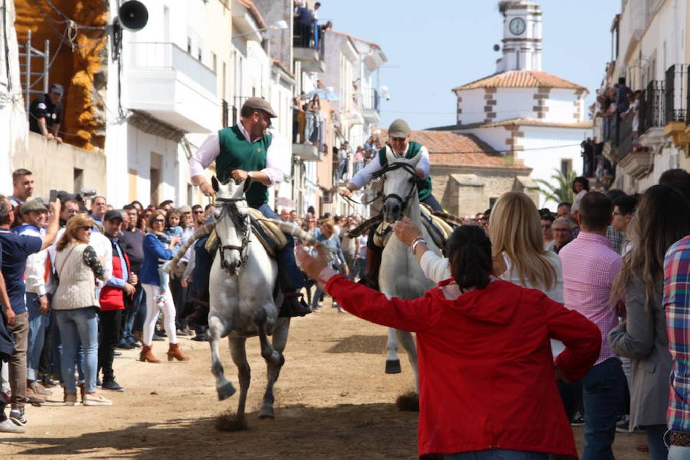 El pasado 22 de abril Arroyo de la Luz volvió a vibrar con el galopar de los caballos que recorrieron la Corredera, ocupada por unas 15.000 personas. En la fiesta participaron 160 jinetes y 4 carrozas, con unos 450 participantes. 