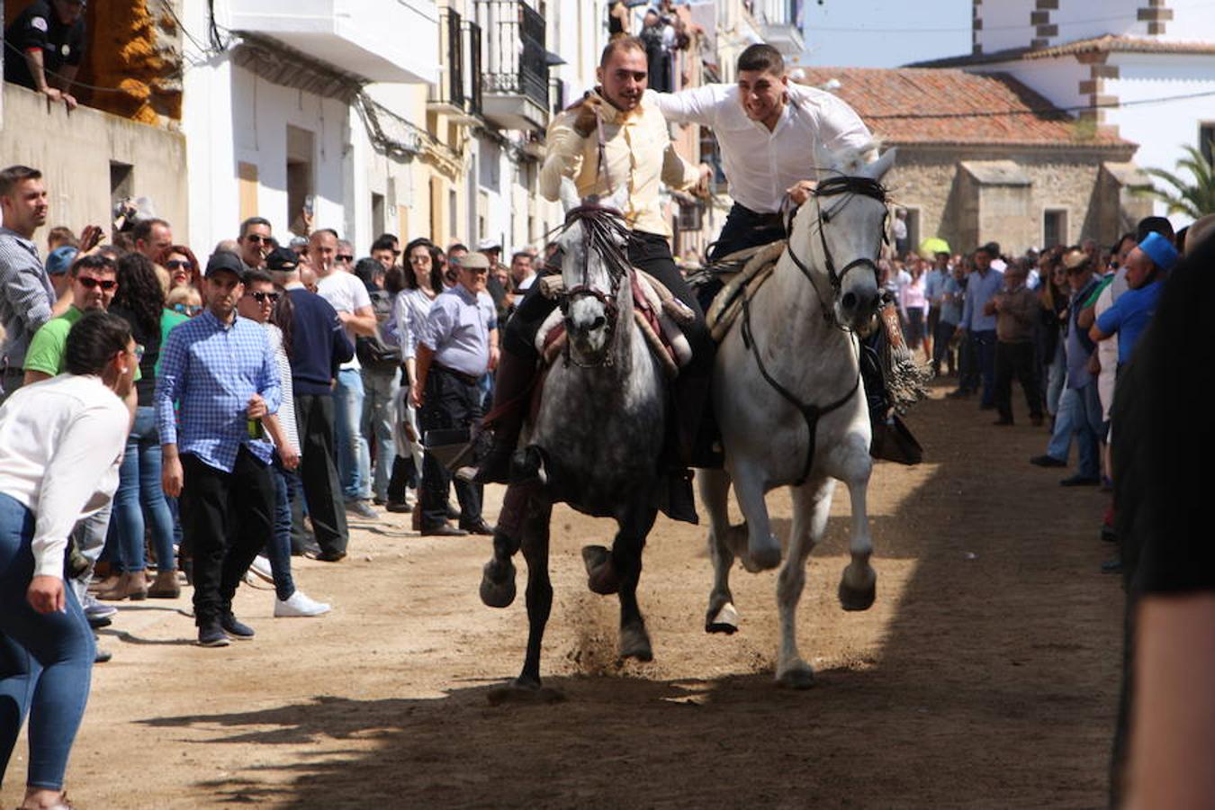 El pasado 22 de abril Arroyo de la Luz volvió a vibrar con el galopar de los caballos que recorrieron la Corredera, ocupada por unas 15.000 personas. En la fiesta participaron 160 jinetes y 4 carrozas, con unos 450 participantes. 