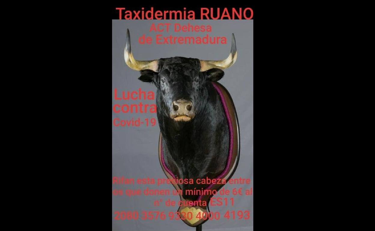 Taxidermia Ruano dona una cabeza de toro a la Asociación Cultural Taurina Dehesa de Extremadura para colaborar en la lucha frente al coronavirus