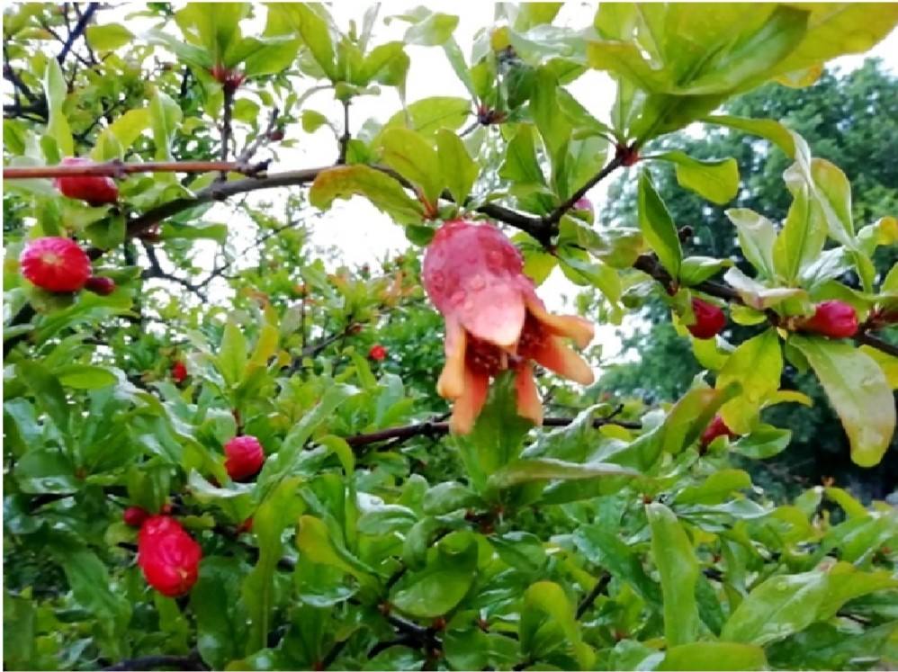 Imagen secundaria 1 - 'Geometría en mi jardín', 'La primavera trompetera' y 'Alma primaveral'. 