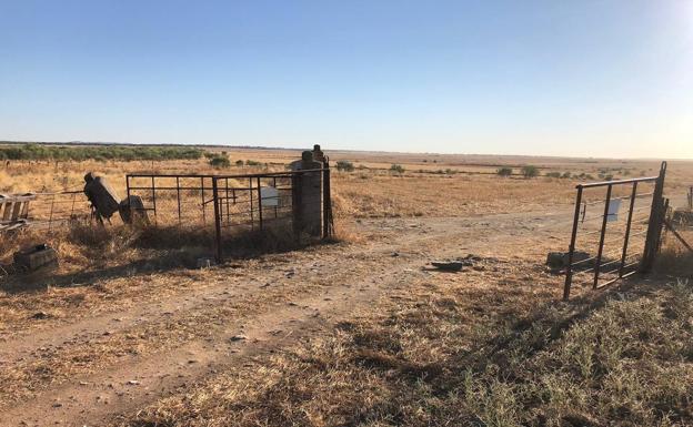 Imagen principal - Ya la semana pasada encontró en varias ocasiones las cancillas abiertas y los candados arrancados. 