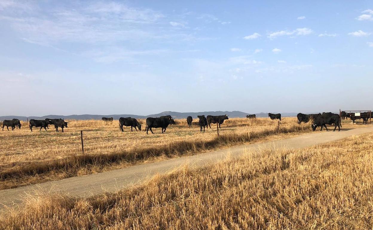 Las vacas saleron por varias zonas en las que el alambre estaba arrancado. 