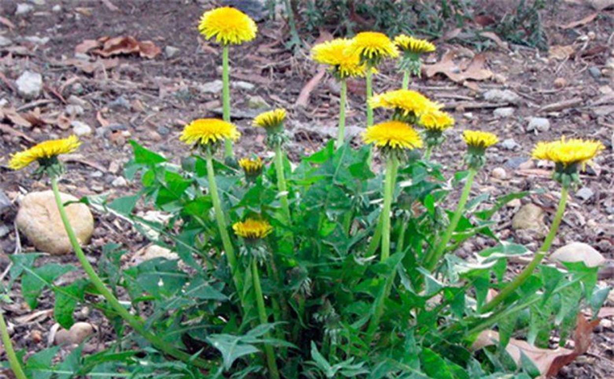 El diente de león, medicina de la dehesa