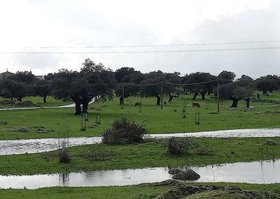 Imagen secundaria 1 - Imágenes de la dehesa.