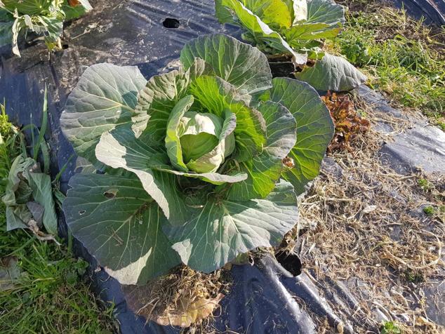 Taller infantil en la huerta. 