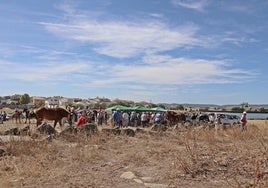 Gran participación en la Feria de Ganado y en la Feria de Promoción del Caballo
