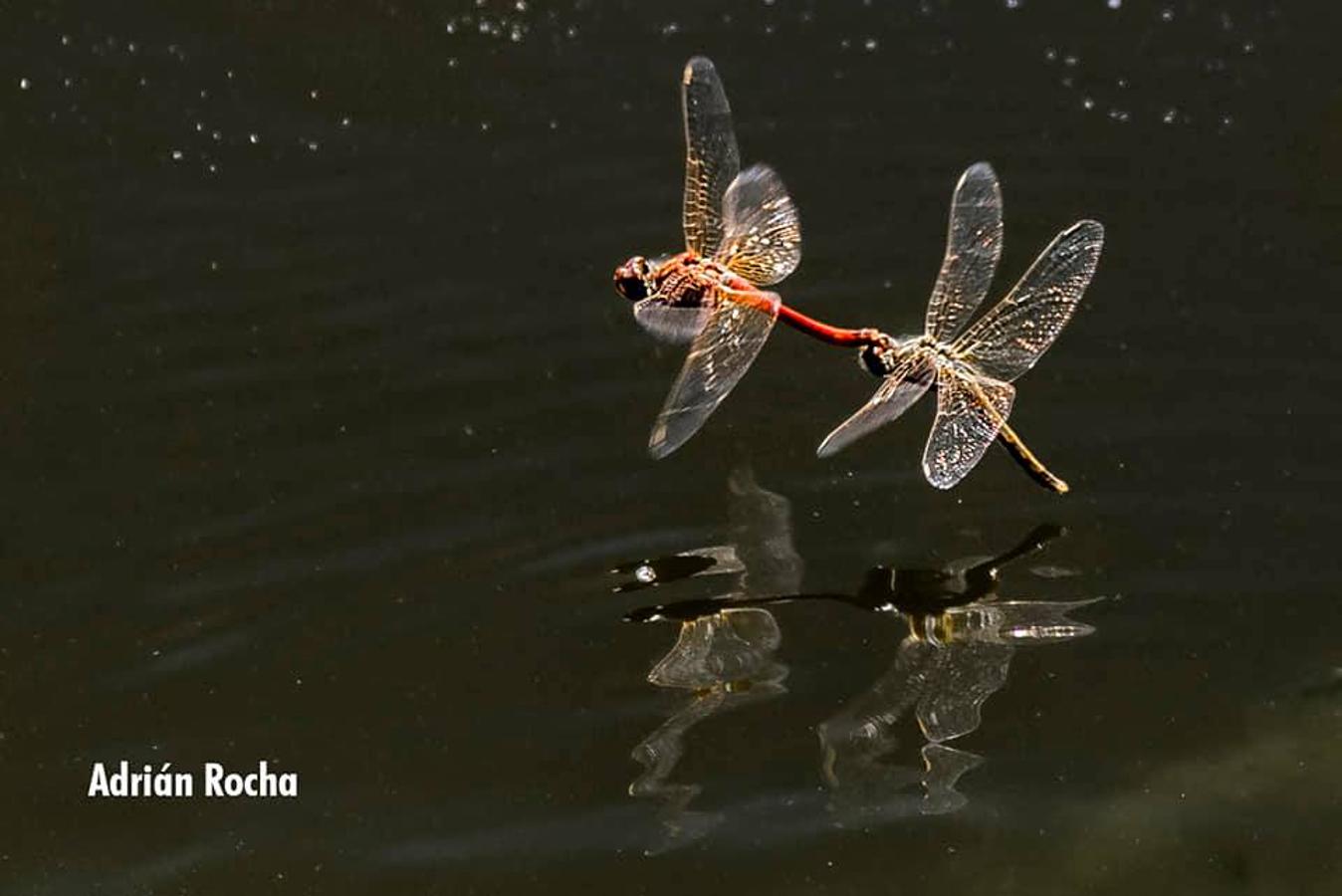 Han sido muchas las fotografías que han capturado momentos divertidos, entrañables, espectaculares y curiosos de nuestros animales. Salvajes o domésticos, han estado en el punto de mira de muchos aficionados a la fotografía y amantes de los animales. Ellos que han querido compartir esos momentos en las redes sociales, y optar al calendario de SOS Animales Campanario. Aquí están aquellas fotos que han sido colgadas en la página 'Los Cigüeños' con el hastag #calendarioanimales.