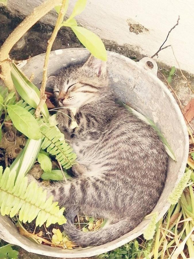 Han sido muchas las fotografías que han capturado momentos divertidos, entrañables, espectaculares y curiosos de nuestros animales. Salvajes o domésticos, han estado en el punto de mira de muchos aficionados a la fotografía y amantes de los animales. Ellos que han querido compartir esos momentos en las redes sociales, y optar al calendario de SOS Animales Campanario. Aquí están aquellas fotos que han sido colgadas en la página 'Los Cigüeños' con el hastag #calendarioanimales.