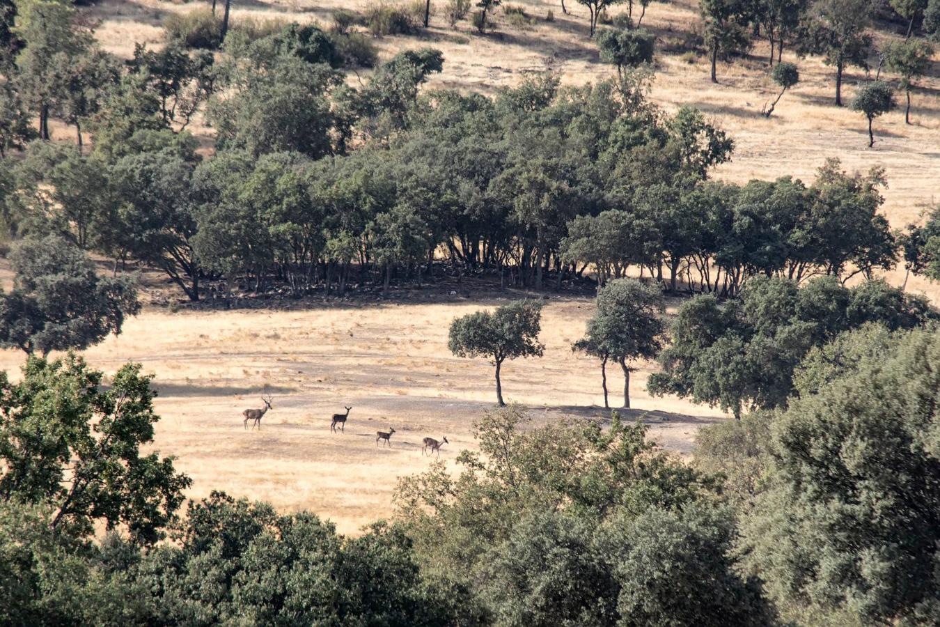 Han sido muchas las fotografías que han capturado momentos divertidos, entrañables, espectaculares y curiosos de nuestros animales. Salvajes o domésticos, han estado en el punto de mira de muchos aficionados a la fotografía y amantes de los animales. Ellos que han querido compartir esos momentos en las redes sociales, y optar al calendario de SOS Animales Campanario. Aquí están aquellas fotos que han sido colgadas en la página 'Los Cigüeños' con el hastag #calendarioanimales.