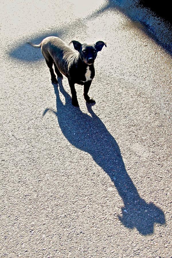Han sido muchas las fotografías que han capturado momentos divertidos, entrañables, espectaculares y curiosos de nuestros animales. Salvajes o domésticos, han estado en el punto de mira de muchos aficionados a la fotografía y amantes de los animales. Ellos que han querido compartir esos momentos en las redes sociales, y optar al calendario de SOS Animales Campanario. Aquí están aquellas fotos que han sido colgadas en la página 'Los Cigüeños' con el hastag #calendarioanimales.