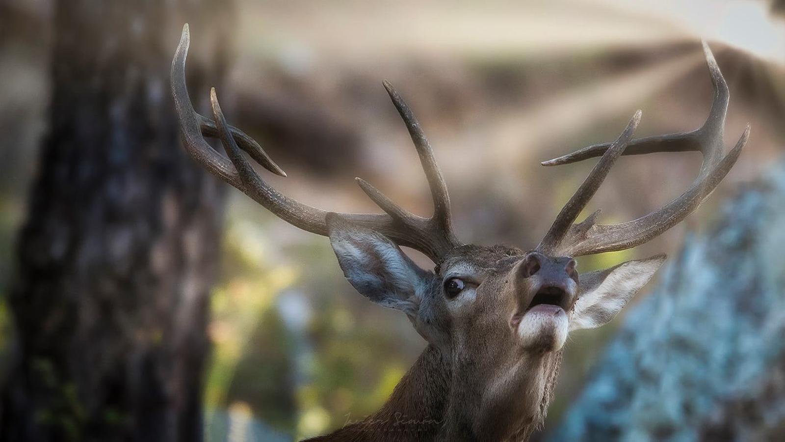 Han sido muchas las fotografías que han capturado momentos divertidos, entrañables, espectaculares y curiosos de nuestros animales. Salvajes o domésticos, han estado en el punto de mira de muchos aficionados a la fotografía y amantes de los animales. Ellos que han querido compartir esos momentos en las redes sociales, y optar al calendario de SOS Animales Campanario. Aquí están aquellas fotos que han sido colgadas en la página 'Los Cigüeños' con el hastag #calendarioanimales.