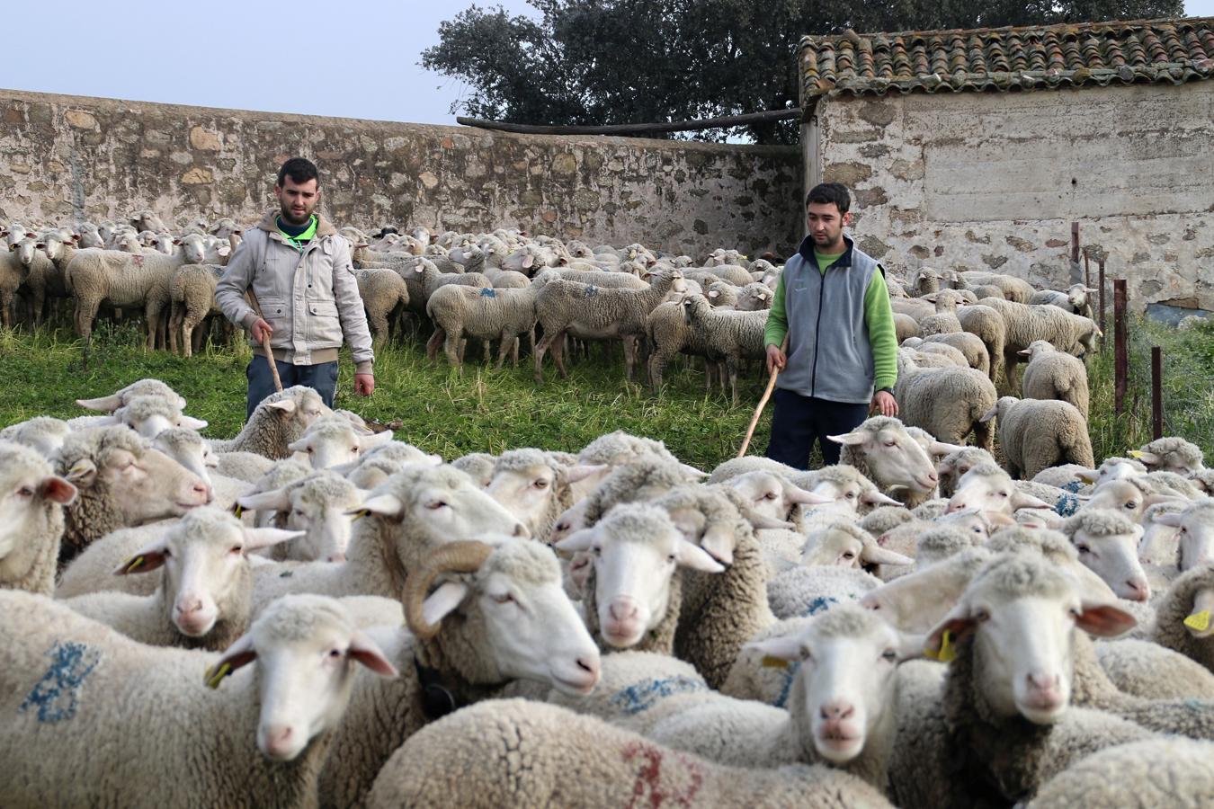 En los últimos años ha aumentado el número de jóvenes dedicados al pastoreo en La Serena, garantizando así el futuro del sector. Un oficio que, mayoritariamente, se elige por vocación y tradición familiar. Ejemplos no faltan en Campanario.